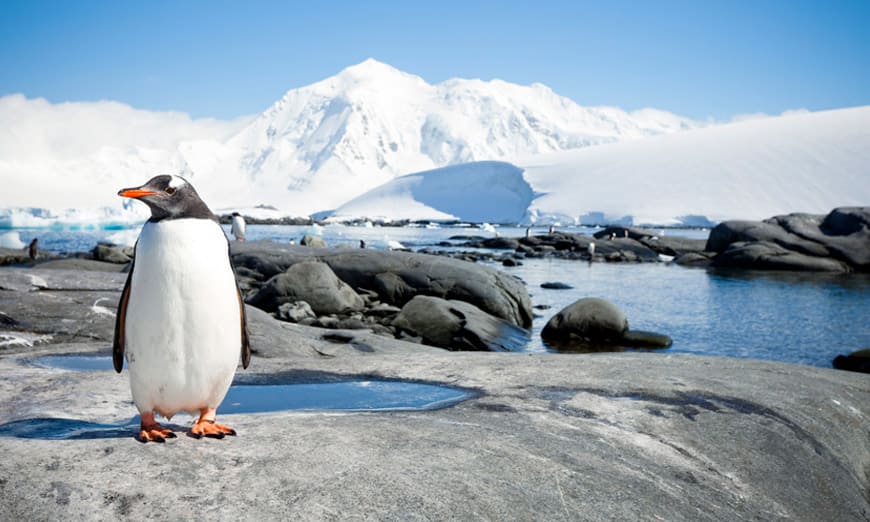 Imagen-de-pinguino-para-documental-de-la-antartida